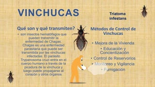 Vinchuca Insecto Control de Vectores - Baruco - Muñoz.pptx