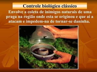 Envolve a coleta de inimigos naturais de uma praga na região onde esta se originou e que aí a atacam e impedem-na de tornar-se daninha.  Controle biológico clássico 