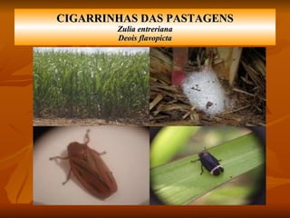 CIGARRINHAS DAS PASTAGENS Zulia entreriana Deois flavopicta 