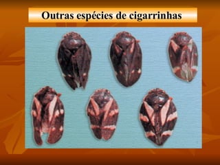 Outras espécies de cigarrinhas   