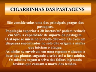 CIGARRINHAS DAS PASTAGENS   São consideradas uma das principais pragas das pastagens. População superior a 20 insetos/m² podem reduzir em 50% a capacidade de suporte da pastagem. O ataque se inicia no período chuvoso. Os ovos em diapausa encontrados no solo dão origem a ninfas que iniciam o ataque. As ninfas se envolvem em uma espuma e atacam a base das plantas sugando a seiva até a fase adulta. Os adultos sugam a seiva das folhas injetando toxinas que causam a morte dos tecidos.  