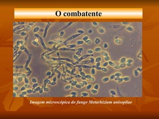 Imagem microscópica do fungo Metarhizium anisopliae   O combatente 
