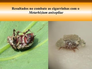 Resultados no combate as cigarrinhas com o  Metarhizium anisopliae 