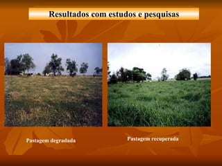 Pastagem recuperada   Pastagem degradada   Resultados com estudos e pesquisas 