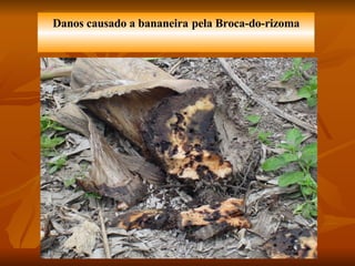 Danos causado a bananeira   pela Broca-do-rizoma 