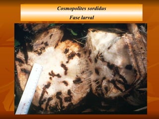 Cosmopolites sordidus Fase larval 