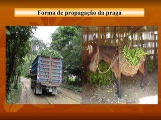 Forma de propagação da praga 