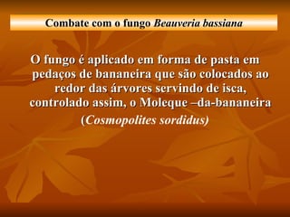 O fungo é aplicado em forma de pasta em pedaços de bananeira que são colocados ao redor das árvores servindo de isca, controlado assim, o Moleque –da-bananeira ( Cosmopolites sordidus) Combate com o fungo  Beauveria bassiana 