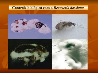 Controle biológico com o  Beauveria bassiana   