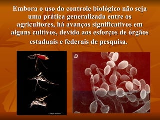 Embora o uso do controle biológico não seja uma prática generalizada entre os agricultores, há avanços significativos em alguns cultivos, devido aos esforços de órgãos estaduais e federais de pesquisa.   