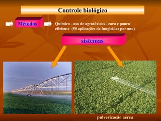 Controle biológico sistemas Métodos Químico - uso de agrotóxicos - caro e pouco eficiente  (50 aplicações de fungicidas por ano) pulverização aérea 