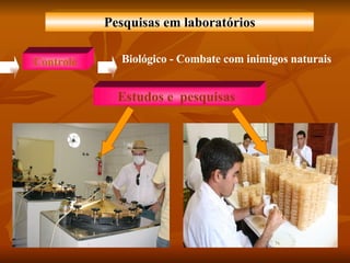 Pesquisas em laboratórios Estudos e  pesquisas Controle Biológico - Combate com inimigos naturais   