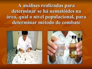 A análises realizadas para determinar se há nematóides na área, qual o nível populacional, para determinar método de combate 