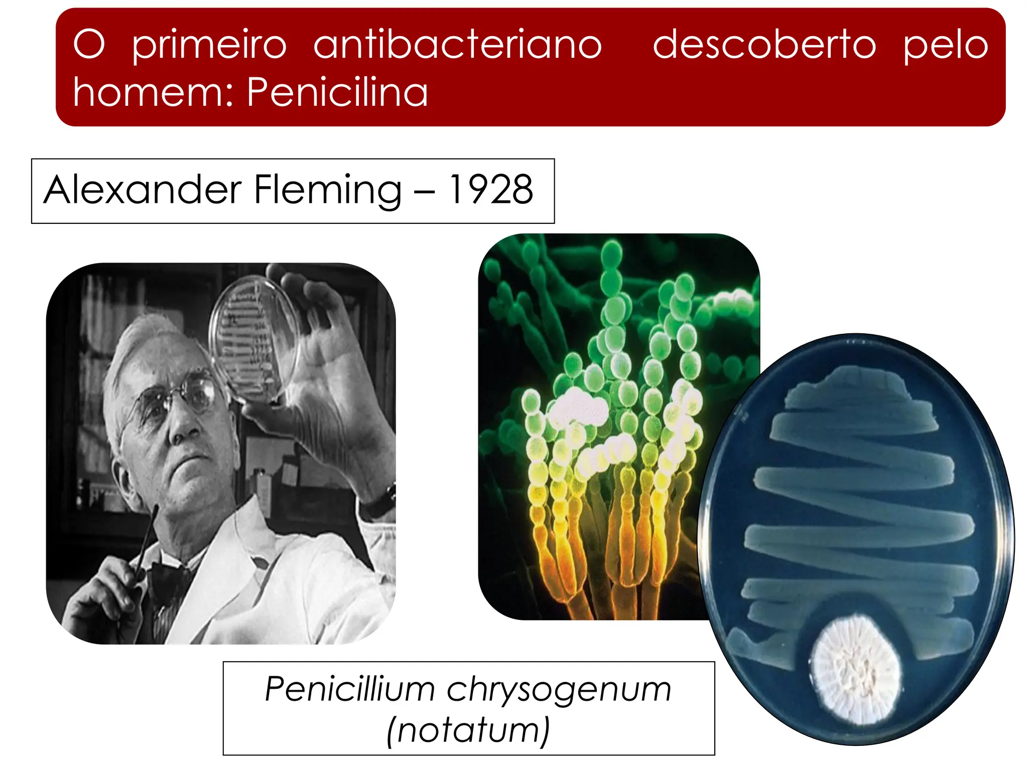 Alexander Fleming – 1928
O primeiro antibacteriano descoberto pelo
homem: Penicilina
Penicillium chrysogenum
(notatum)
 
