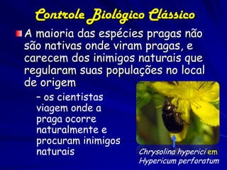 Controle Biológico Clássico
A maioria das espécies pragas não
são nativas onde viram pragas, e
carecem dos inimigos naturais que
regularam suas populações no local
de origem
  – os cientistas
  viagem onde a
  praga ocorre
  naturalmente e
  procuram inimigos
  naturais            Chrysolina hyperici em
                      Hypericum perforatum
 