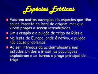 Espécies Exóticas
Existem muitos exemplos de espécies que têm
pouco impacto no local de origem, mas que
viram pragas a serem introduzidas.
Um exemplo e o pulgão de trigo da Rússia.
Na leste de Europa, onde é nativo, o pulgão
não causa problemas.
Ao ser introduzida acidentalmente nos
Estados Unidos e Brasil, as populações
explodiram e se tornou a praga principal do
trigo
 