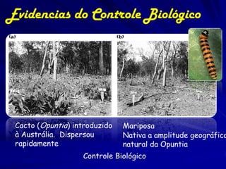 Evidencias do Controle Biológico




 Cacto (Opuntia) introduzido   Mariposa
 à Austrália. Dispersou        Nativa a amplitude geográfica
 rapidamente                   natural da Opuntia
                   Controle Biológico
 