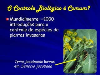 O Controle Biológico é Comum?
Mundialmente: ~1000
introduções para o
controle de espécies de
plantas invasoras




  Tyria jacobaeae larvas
  em Senecio jacobaea
 