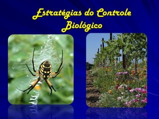 Estratégias do Controle
      Biológico
 