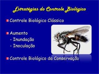 Estratégias do Controle Biológico

Controle Biológico Clássico

Aumento
- Inundação
- Inoculação

Controle Biológico da Conservação
 