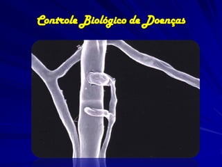 Controle Biológico de Doenças
 