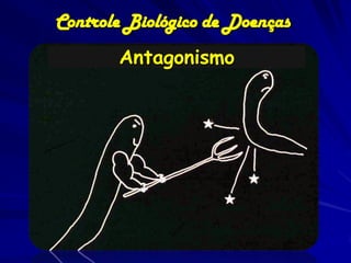 Controle Biológico de Doenças
       Antagonismo
 