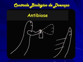 Controle Biológico de Doenças

       Antibiose
 