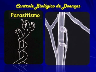 Controle Biológico de Doenças
Parasitismo
 