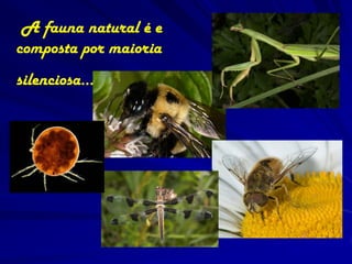 A fauna natural é e
composta por maioria
silenciosa…
 