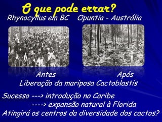 O que pode errar?
 Rhynocyllus em BC    Opuntia - Austrália




          Antes                 Após
     Liberação da mariposa Cactoblastis
Sucesso ---> introdução no Caribe
         ----> expansão natural à Florida
Atingirá os centros da diversidade dos cactos?
 