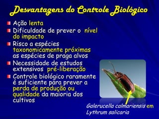 Desvantagens do Controle Biológico
Ação lenta
Dificuldade de prever o nível
do impacto
Risco a espécies
taxonomicamente próximas
as espécies de praga alvos
Necessidade de estudos
extensivos pré-liberação
Controle biológico raramente
é suficiente para prever a
perda de produção ou
qualidade da maioria dos
cultivos
                         Galerucella calmariensis em
                         Lythrum salicaria
 