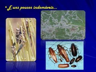 •E uns poucos indomáveis…
 