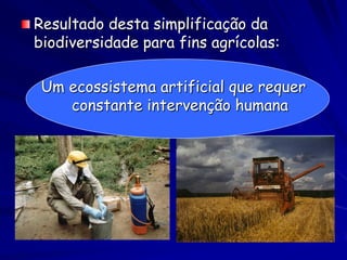 Resultado desta simplificação da
biodiversidade para fins agrícolas:

 Um ecossistema artificial que requer
    constante intervenção humana
 
