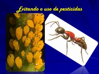 Evitando o uso de pesticidas
 