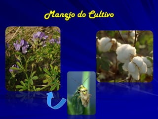 Manejo do Cultivo
 