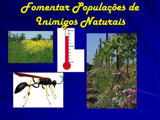 Fomentar Populações de
  Inimigos Naturais
 