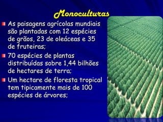Monoculturas
As paisagens agrícolas mundiais
são plantadas com 12 espécies
de grãos, 23 de oleáceas e 35
de fruteiras;
70 espécies de plantas
distribuídas sobre 1,44 bilhões
de hectares de terra;
Um hectare de floresta tropical
tem tipicamente mais de 100
espécies de árvores;
 