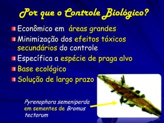 Por que o Controle Biológico?
Econômico em áreas grandes
Minimização dos efeitos tóxicos
secundários do controle
Específica a espécie de praga alvo
Base ecológico
Solução de largo prazo


  Pyrenophora semeniperda
  em sementes de Bromus
  tectorum
 