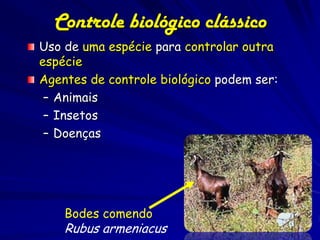 Controle biológico clássico
Uso de uma espécie para controlar outra
espécie
Agentes de controle biológico podem ser:
 – Animais
 – Insetos
 – Doenças




    Bodes comendo
    Rubus armeniacus
 
