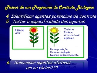 Passos de um Programa de Controle Biológico
4. Identificar agentes potenciais de controle
5. Testar a especificidade dos agentes
    Espécie                     Testar a
    Alvo                        Espécie
                                Alvo e outras
                                espécies



                      Pouco predação
                      Pouca reprodução
                      Nenhum desenvolvimento


6. Selecionar agentes efetivos
         um ou vários???
 