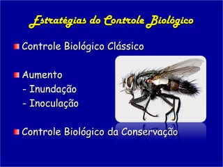 Controle Biológico
Uso de uma ou mais espécies benéficas
para controlar pragas
– Clássico – introdução de inimigos naturai...