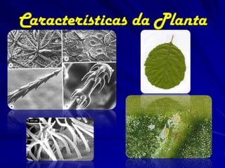 Características da Planta
 