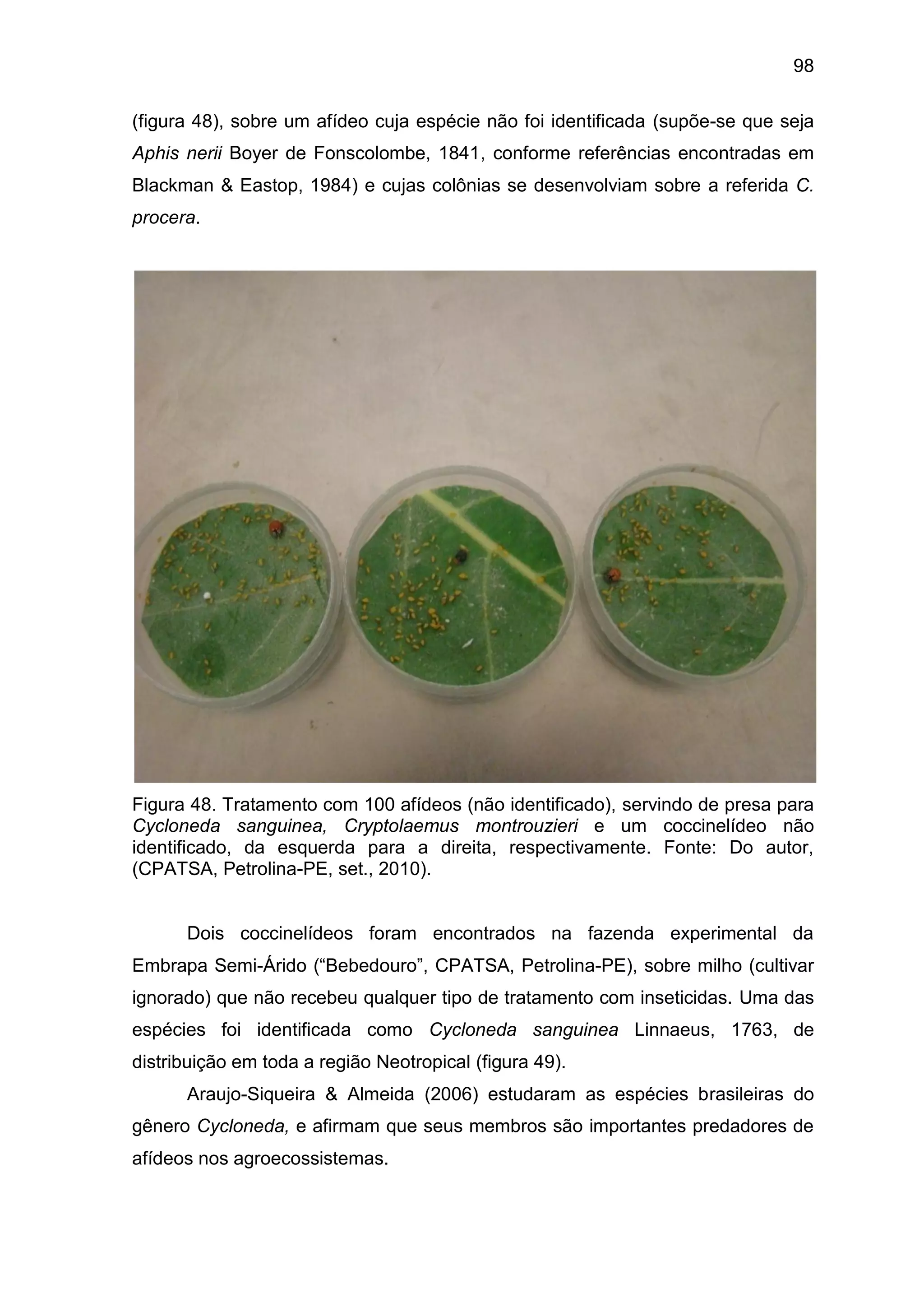98
(figura 48), sobre um afídeo cuja espécie não foi identificada (supõe-se que seja
Aphis nerii Boyer de Fonscolombe, 1841, conforme referências encontradas em
Blackman & Eastop, 1984) e cujas colônias se desenvolviam sobre a referida C.
procera.
Figura 48. Tratamento com 100 afídeos (não identificado), servindo de presa para
Cycloneda sanguinea, Cryptolaemus montrouzieri e um coccinelídeo não
identificado, da esquerda para a direita, respectivamente. Fonte: Do autor,
(CPATSA, Petrolina-PE, set., 2010).
Dois coccinelídeos foram encontrados na fazenda experimental da
Embrapa Semi-Árido (“Bebedouro”, CPATSA, Petrolina-PE), sobre milho (cultivar
ignorado) que não recebeu qualquer tipo de tratamento com inseticidas. Uma das
espécies foi identificada como Cycloneda sanguinea Linnaeus, 1763, de
distribuição em toda a região Neotropical (figura 49).
Araujo-Siqueira & Almeida (2006) estudaram as espécies brasileiras do
gênero Cycloneda, e afirmam que seus membros são importantes predadores de
afídeos nos agroecossistemas.
 
