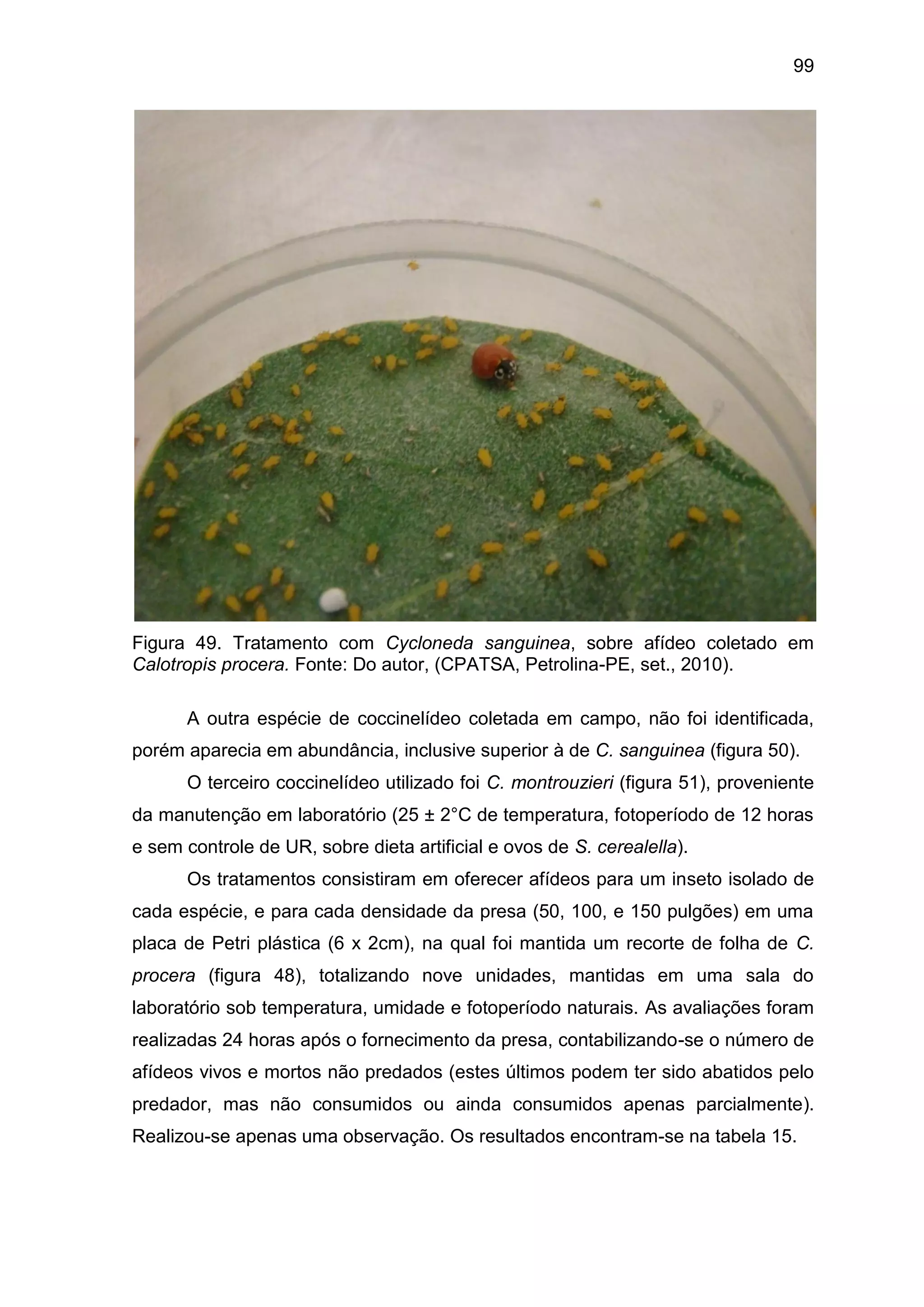 99
Figura 49. Tratamento com Cycloneda sanguinea, sobre afídeo coletado em
Calotropis procera. Fonte: Do autor, (CPATSA, Petrolina-PE, set., 2010).
A outra espécie de coccinelídeo coletada em campo, não foi identificada,
porém aparecia em abundância, inclusive superior à de C. sanguinea (figura 50).
O terceiro coccinelídeo utilizado foi C. montrouzieri (figura 51), proveniente
da manutenção em laboratório (25 ± 2°C de temperatura, fotoperíodo de 12 horas
e sem controle de UR, sobre dieta artificial e ovos de S. cerealella).
Os tratamentos consistiram em oferecer afídeos para um inseto isolado de
cada espécie, e para cada densidade da presa (50, 100, e 150 pulgões) em uma
placa de Petri plástica (6 x 2cm), na qual foi mantida um recorte de folha de C.
procera (figura 48), totalizando nove unidades, mantidas em uma sala do
laboratório sob temperatura, umidade e fotoperíodo naturais. As avaliações foram
realizadas 24 horas após o fornecimento da presa, contabilizando-se o número de
afídeos vivos e mortos não predados (estes últimos podem ter sido abatidos pelo
predador, mas não consumidos ou ainda consumidos apenas parcialmente).
Realizou-se apenas uma observação. Os resultados encontram-se na tabela 15.
 