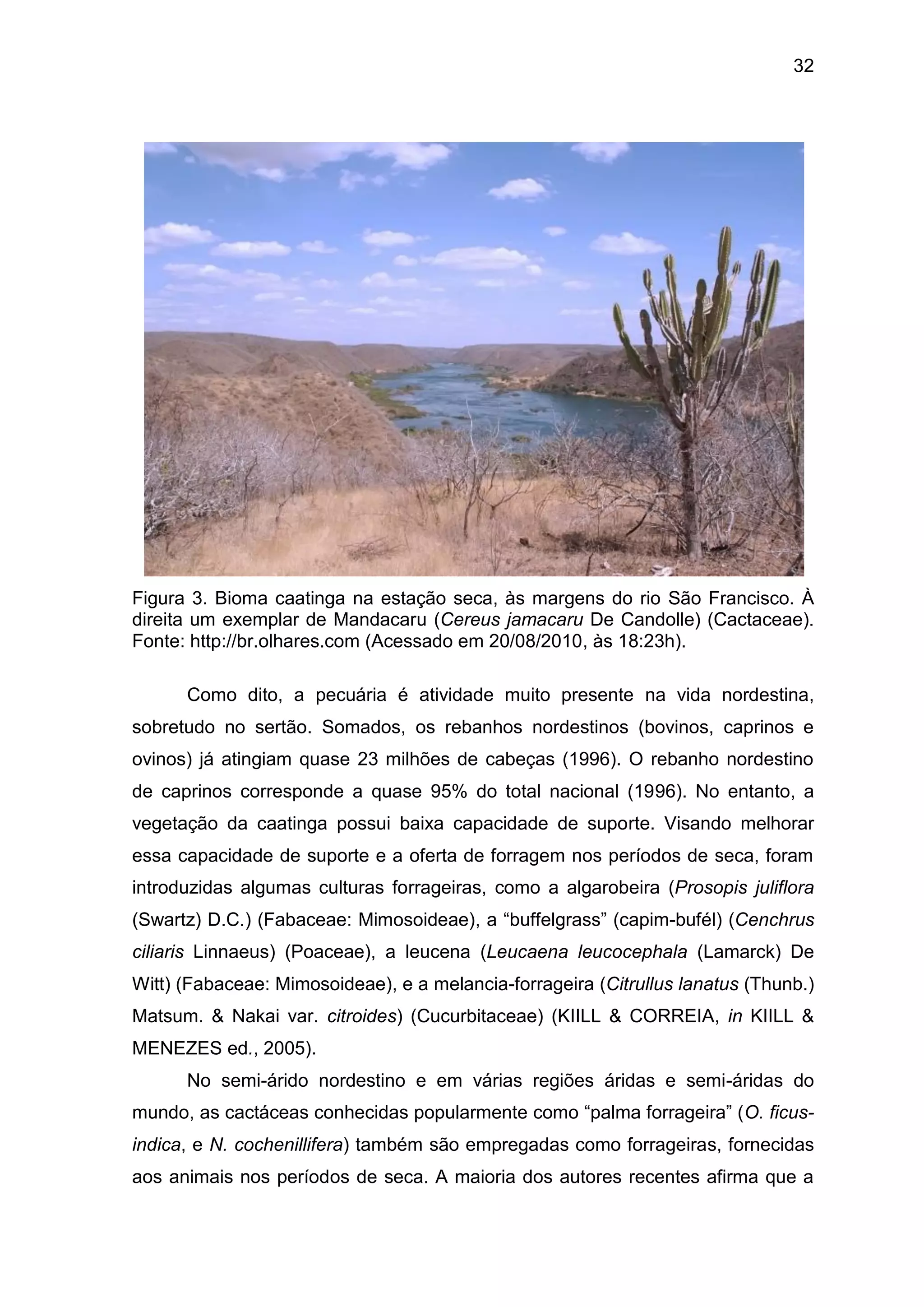 32
Figura 3. Bioma caatinga na estação seca, às margens do rio São Francisco. À
direita um exemplar de Mandacaru (Cereus jamacaru De Candolle) (Cactaceae).
Fonte: http://br.olhares.com (Acessado em 20/08/2010, às 18:23h).
Como dito, a pecuária é atividade muito presente na vida nordestina,
sobretudo no sertão. Somados, os rebanhos nordestinos (bovinos, caprinos e
ovinos) já atingiam quase 23 milhões de cabeças (1996). O rebanho nordestino
de caprinos corresponde a quase 95% do total nacional (1996). No entanto, a
vegetação da caatinga possui baixa capacidade de suporte. Visando melhorar
essa capacidade de suporte e a oferta de forragem nos períodos de seca, foram
introduzidas algumas culturas forrageiras, como a algarobeira (Prosopis juliflora
(Swartz) D.C.) (Fabaceae: Mimosoideae), a “buffelgrass” (capim-bufél) (Cenchrus
ciliaris Linnaeus) (Poaceae), a leucena (Leucaena leucocephala (Lamarck) De
Witt) (Fabaceae: Mimosoideae), e a melancia-forrageira (Citrullus lanatus (Thunb.)
Matsum. & Nakai var. citroides) (Cucurbitaceae) (KIILL & CORREIA, in KIILL &
MENEZES ed., 2005).
No semi-árido nordestino e em várias regiões áridas e semi-áridas do
mundo, as cactáceas conhecidas popularmente como “palma forrageira” (O. ficus-
indica, e N. cochenillifera) também são empregadas como forrageiras, fornecidas
aos animais nos períodos de seca. A maioria dos autores recentes afirma que a
 