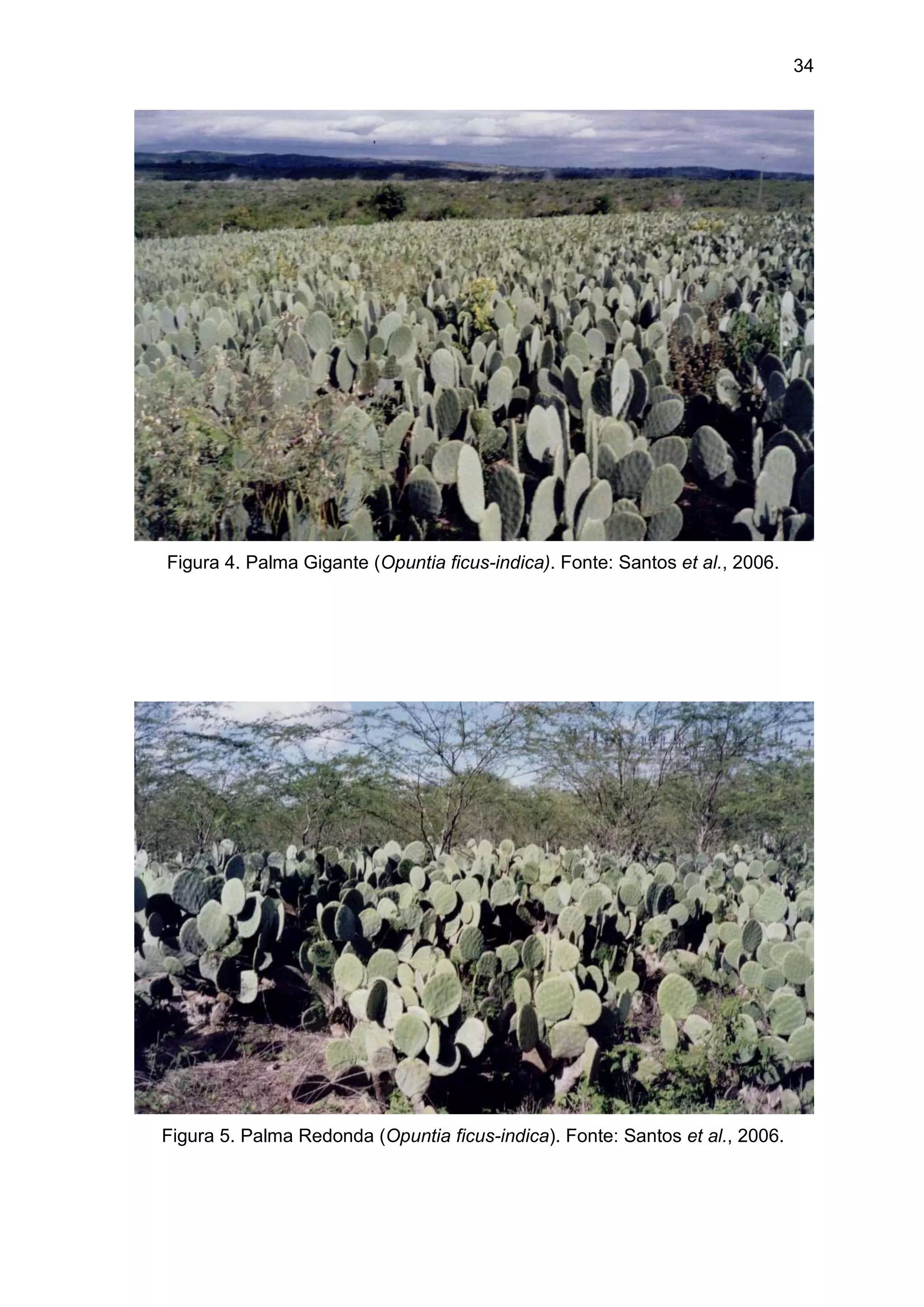 34
Figura 4. Palma Gigante (Opuntia ficus-indica). Fonte: Santos et al., 2006.
Figura 5. Palma Redonda (Opuntia ficus-indica). Fonte: Santos et al., 2006.
 