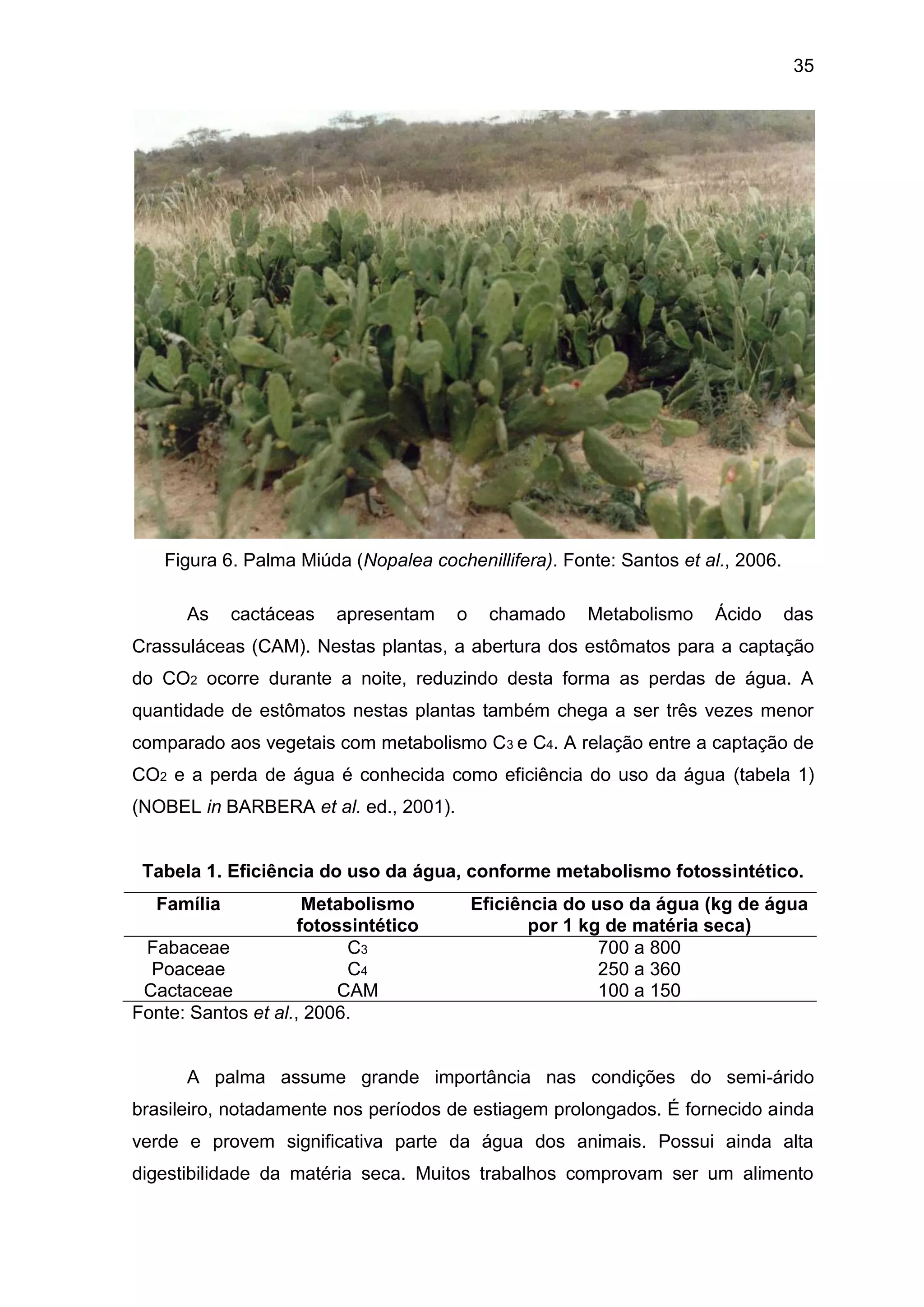 35
Figura 6. Palma Miúda (Nopalea cochenillifera). Fonte: Santos et al., 2006.
As cactáceas apresentam o chamado Metabolismo Ácido das
Crassuláceas (CAM). Nestas plantas, a abertura dos estômatos para a captação
do CO2 ocorre durante a noite, reduzindo desta forma as perdas de água. A
quantidade de estômatos nestas plantas também chega a ser três vezes menor
comparado aos vegetais com metabolismo C3 e C4. A relação entre a captação de
CO2 e a perda de água é conhecida como eficiência do uso da água (tabela 1)
(NOBEL in BARBERA et al. ed., 2001).
Tabela 1. Eficiência do uso da água, conforme metabolismo fotossintético.
Família Metabolismo
fotossintético
Eficiência do uso da água (kg de água
por 1 kg de matéria seca)
Fabaceae C3 700 a 800
Poaceae C4 250 a 360
Cactaceae CAM 100 a 150
Fonte: Santos et al., 2006.
A palma assume grande importância nas condições do semi-árido
brasileiro, notadamente nos períodos de estiagem prolongados. É fornecido ainda
verde e provem significativa parte da água dos animais. Possui ainda alta
digestibilidade da matéria seca. Muitos trabalhos comprovam ser um alimento
 