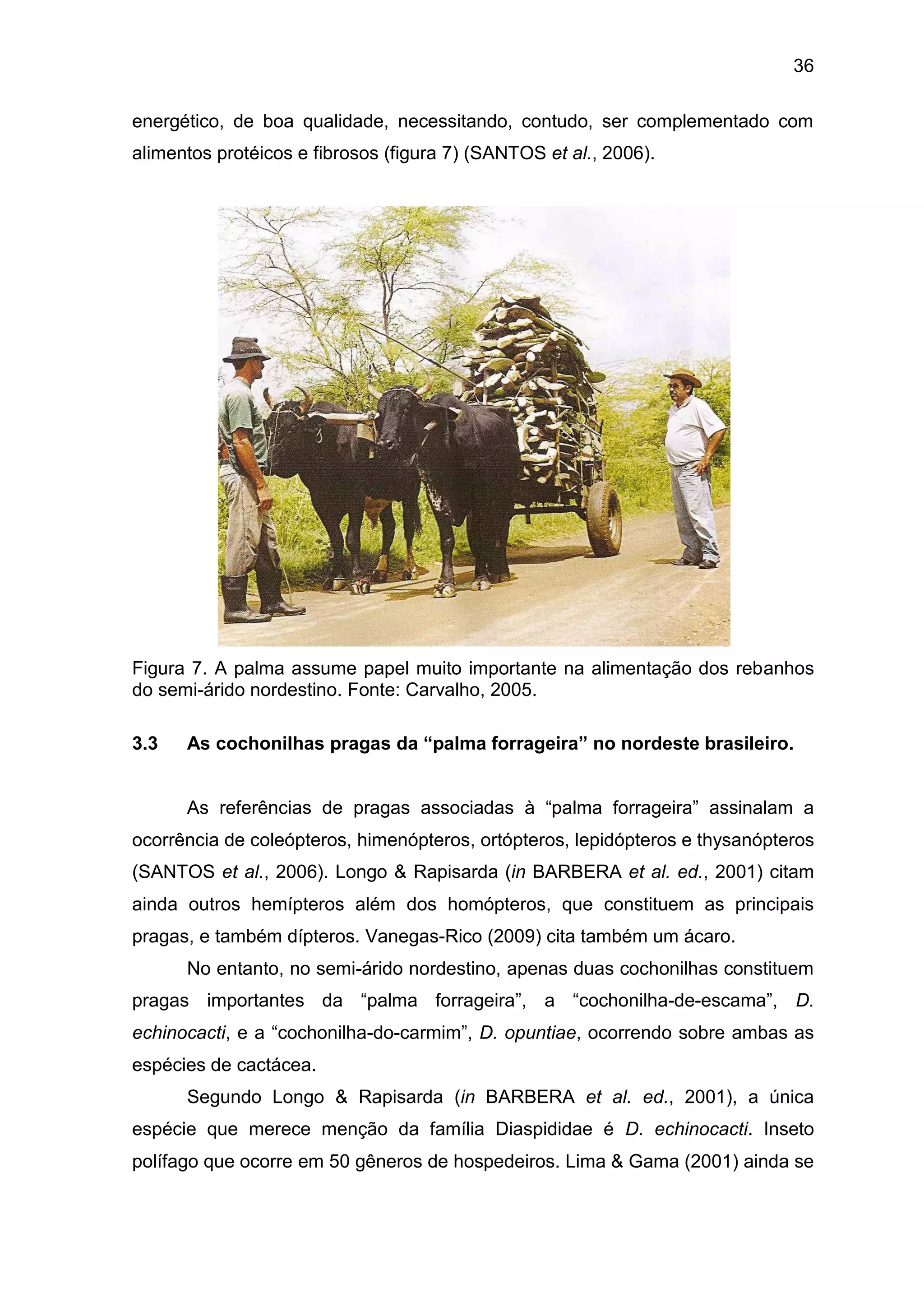 36
energético, de boa qualidade, necessitando, contudo, ser complementado com
alimentos protéicos e fibrosos (figura 7) (SANTOS et al., 2006).
Figura 7. A palma assume papel muito importante na alimentação dos rebanhos
do semi-árido nordestino. Fonte: Carvalho, 2005.
3.3 As cochonilhas pragas da “palma forrageira” no nordeste brasileiro.
As referências de pragas associadas à “palma forrageira” assinalam a
ocorrência de coleópteros, himenópteros, ortópteros, lepidópteros e thysanópteros
(SANTOS et al., 2006). Longo & Rapisarda (in BARBERA et al. ed., 2001) citam
ainda outros hemípteros além dos homópteros, que constituem as principais
pragas, e também dípteros. Vanegas-Rico (2009) cita também um ácaro.
No entanto, no semi-árido nordestino, apenas duas cochonilhas constituem
pragas importantes da “palma forrageira”, a “cochonilha-de-escama”, D.
echinocacti, e a “cochonilha-do-carmim”, D. opuntiae, ocorrendo sobre ambas as
espécies de cactácea.
Segundo Longo & Rapisarda (in BARBERA et al. ed., 2001), a única
espécie que merece menção da família Diaspididae é D. echinocacti. Inseto
polífago que ocorre em 50 gêneros de hospedeiros. Lima & Gama (2001) ainda se
 