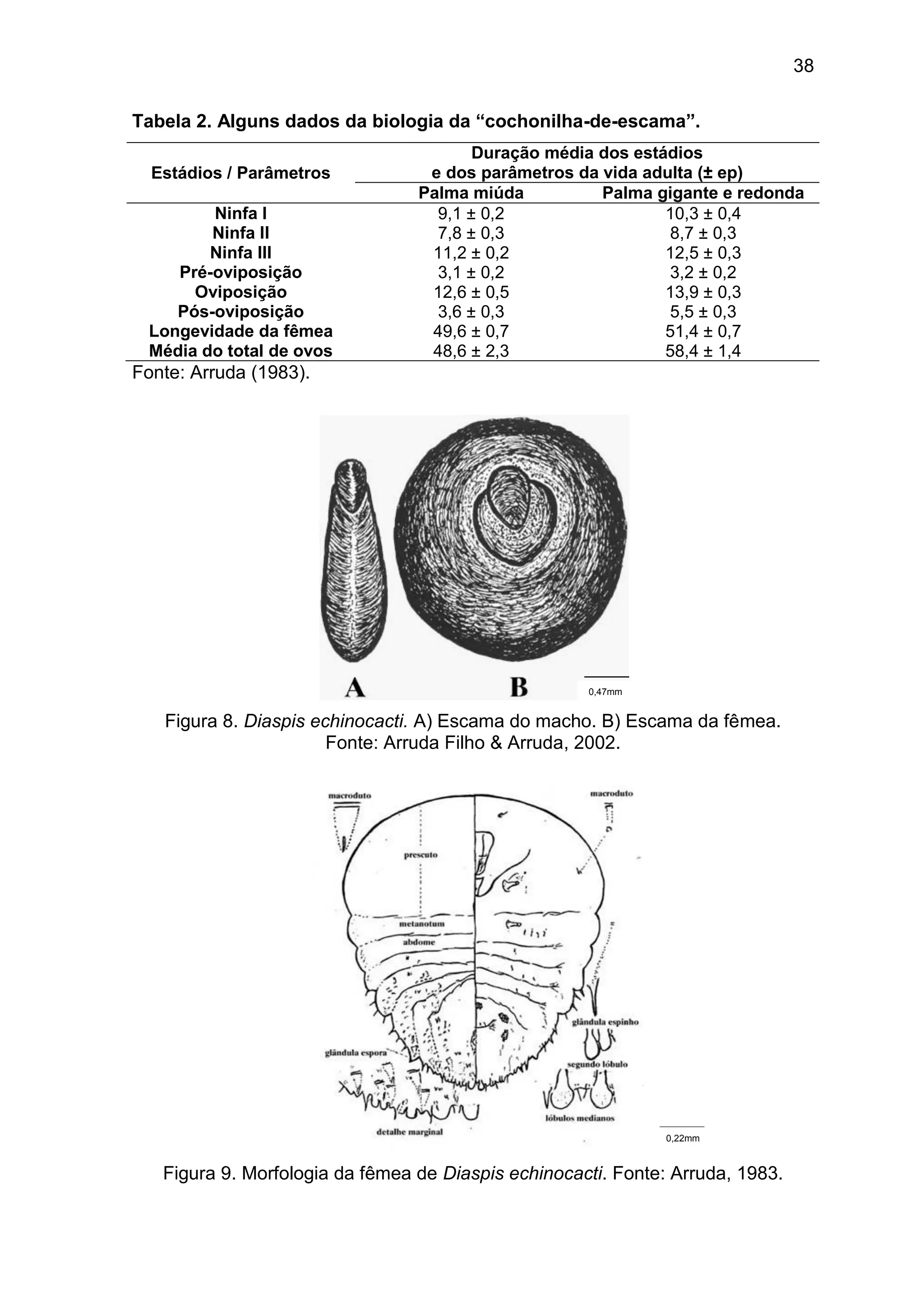 38
Tabela 2. Alguns dados da biologia da “cochonilha-de-escama”.
Estádios / Parâmetros
Duração média dos estádios
e dos parâmetros da vida adulta (± ep)
Palma miúda Palma gigante e redonda
Ninfa I 9,1 ± 0,2 10,3 ± 0,4
Ninfa II 7,8 ± 0,3 8,7 ± 0,3
Ninfa III 11,2 ± 0,2 12,5 ± 0,3
Pré-oviposição 3,1 ± 0,2 3,2 ± 0,2
Oviposição 12,6 ± 0,5 13,9 ± 0,3
Pós-oviposição 3,6 ± 0,3 5,5 ± 0,3
Longevidade da fêmea 49,6 ± 0,7 51,4 ± 0,7
Média do total de ovos 48,6 ± 2,3 58,4 ± 1,4
Fonte: Arruda (1983).
Figura 8. Diaspis echinocacti. A) Escama do macho. B) Escama da fêmea.
Fonte: Arruda Filho & Arruda, 2002.
Figura 9. Morfologia da fêmea de Diaspis echinocacti. Fonte: Arruda, 1983.
0,47mm
0,22mm
 