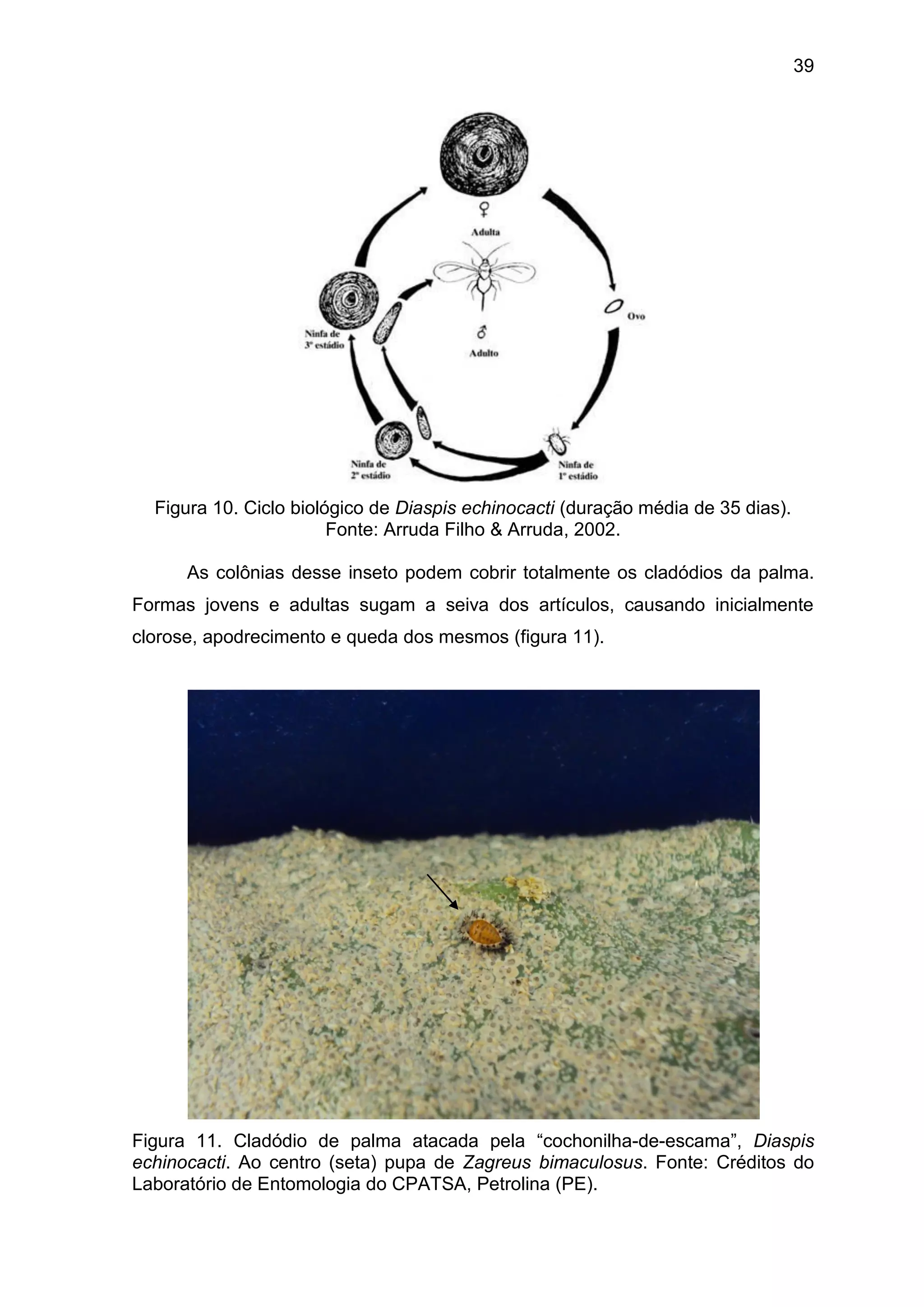 39
Figura 10. Ciclo biológico de Diaspis echinocacti (duração média de 35 dias).
Fonte: Arruda Filho & Arruda, 2002.
As colônias desse inseto podem cobrir totalmente os cladódios da palma.
Formas jovens e adultas sugam a seiva dos artículos, causando inicialmente
clorose, apodrecimento e queda dos mesmos (figura 11).
Figura 11. Cladódio de palma atacada pela “cochonilha-de-escama”, Diaspis
echinocacti. Ao centro (seta) pupa de Zagreus bimaculosus. Fonte: Créditos do
Laboratório de Entomologia do CPATSA, Petrolina (PE).
 